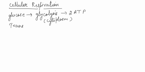 complete-the-flowchart-to-summarize-cellular-respiration-glucose-2-nadh-pyruvate-x2-transition-reaction-krebs-cycle-2-atp-6-nadh-2-fadhz-electron-transport-chain-6-ho-coz-10256