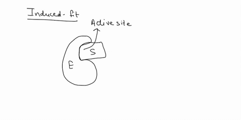 which-one-of-the-following-statements-holds-true-for-the-induced-fit-model-a-once-the-enzyme-binds-to-the-specific-substrate-molecule-no-structural-changes-can-occur-in-the-active-site-of-th-16546