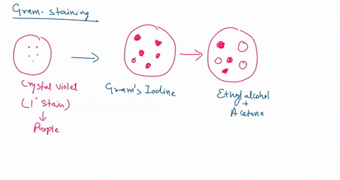 microbiology-explain-the-differences-between-gram-positive-and-gram-negative-cell-walls-of-bacteria-and-compare-them-with-the-cell-walls-of-archaeobacteria-and-mycoplasmas-describe-the-struc-87654