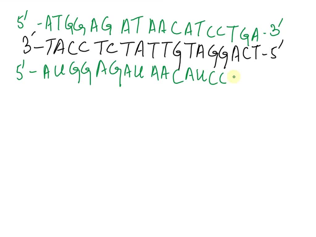 SOLVED: QUESTION 17 Given the following Template DNA sequence, diagram ...