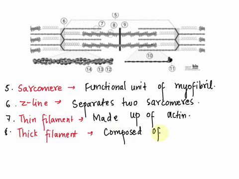 5-label-the-structures-in-the-diagram-below-briefly-describe-the-importance-of-each-structure-in-muscle-contraction-6-8-_00000000-0000000_-0000000-000000-0000000-_00000000-000000-s-14-1-bio-49405