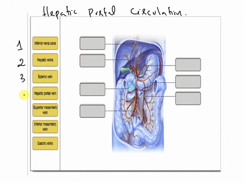 inferior-vena-cava-hepatic-veins-splenic-vein-hepatic-portal-vein-superior-mesenteric-vein-inferior-mesenteric-vein-gastric-veins-83142