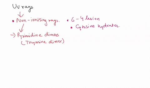 question-9-1-pts-uv-radiation-causes-the-formation-of-select-yin-a-dna-strand-which-prevents-that-strand-from-forming-the-select-required-for-complementary-base-pairing-which-means-that-the-20685