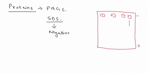 what-characteristics-of-the-proteins-make-it-possible-for-it-to-move-in-the-polyacrylamine-gel-with-the-sds-page-technique-75963