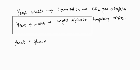 yeost-glucose-waler-least-flour-waler-yeast-water-glucose-walen-yeost-glucose-waler-bolling-after-24-hours-the-result-are-here-will-you-match-each-of-them-qucstons-why-did-some-balloons-infl-05284