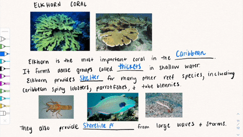 why-are-elkhorn-coral-important-for-the-health-of-the-coral-reef-and-nearby-shorelines-53553