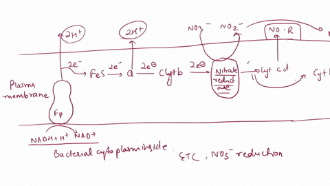 how-can-an-obligate-aerobe-still-grow-without-oxygen-by-carrying-out-anaerobic-respiration-this-lab-is-about-nitrate-reduction-and-how-it-is-one-form-of-anaerobic-respiration-77833