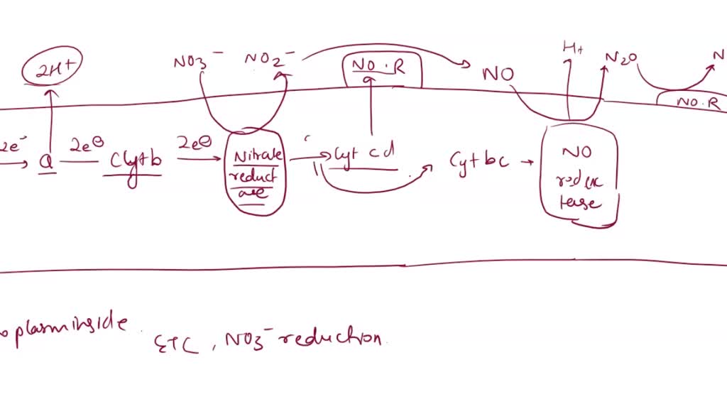 SOLVED How can an obligate aerobe still grow without oxygen by
