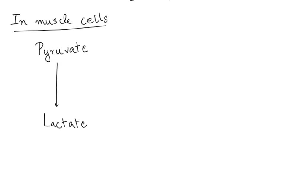 SOLVED the processes of anaerobic respiration in muscle and