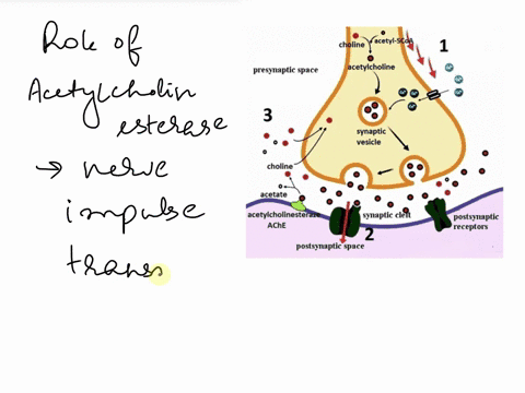 2-if-acetylcholinesterase-became-mutated-and-nonfunctionalwhat-would-be-the-immedlate-result-neurotransmitter-filled-synaptic-vesicles-would-be-unable-to-fuse-and-release-their-products-into-57625