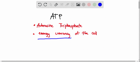 what-does-atp-do-in-a-cell-because-i-wanna-know-and-17266