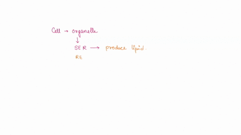 below-which-statement-bout-cellular-organelles-is-correct-smooth-endoplasmic-reticulum-er-packages-proteins-for-secretion-by-budding-off-vesicles-both-types-of-endoplasmic-reticulum-er-have-72363