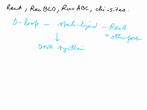 describe-the-roles-of-reca-recbcd-ruvabc-and-chi-sites-in-recombination-in-e-coli-compare-the-processes-of-double-strand-break-repair-during-meiotic-recombination-and-double-strand-break-rep-52139