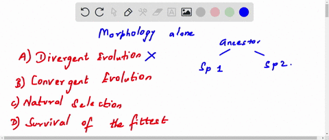 which-of-the-following-is-the-problem-when-classifying-evolutionary-relationships-based-on-morphology-alone-choose-the-best-answer-a-divergent-evolution-b-convergent-evolution-c-natural-sele-06522