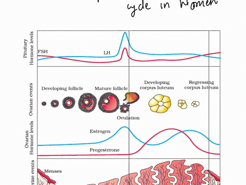 which-of-the-following-occurls-during-menstrual-cycle-in-the-second-half-of-a-normal-28-day-women-menses-corpus-luteum-formation-corpus-luteum-regression-ovulation-increased-progesterone-pro-45805