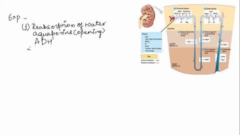 q1-as-the-filtrate-moves-down-the-collecting-duct-of-the-nephron-______a-no-urea-is-reabsorbed-because-urea-is-a-waste-product-that-the-body-needs-to-get-rid-ofb-urea-is-actively-transported-54168
