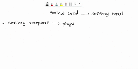 the-spinal-cord-processes-sensory-input-from-sensory-receptors-found-inselect-all-that-apply-deyes-internalorgans-muscles-skin-somatosensory-cortex-66796