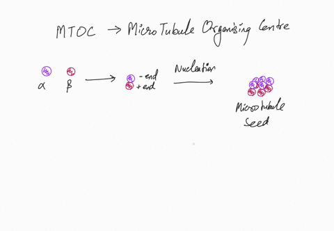 the-microtubule-network-plays-critical-role-in-controlling-the-spatial-distribution-of-organelles-within-the-cell-the-distribution-of-the-microtubule-network-within-a-cell-is-itself-regulate-27313
