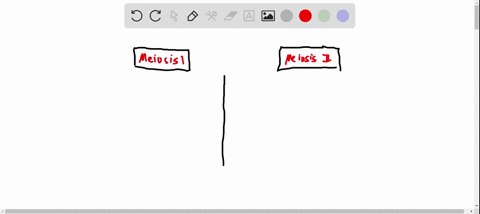 meiosis-the-following-image-depicts-meiosis-correctly-decide-which-images-represent-meiosis-and-which-images-represent-meiosis-il-and-label-each-accordingly-then-decide-the-haploid-or-diploi-62019
