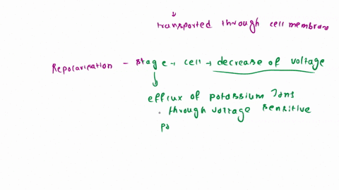 during-the-repolarization-phase-of-an-action-potential-what-ions-are-being-transported-through-the-cell-membrane-a-potassium-ions-from-inside-of-the-cell-to-the-outside-of-the-cells-through-27124