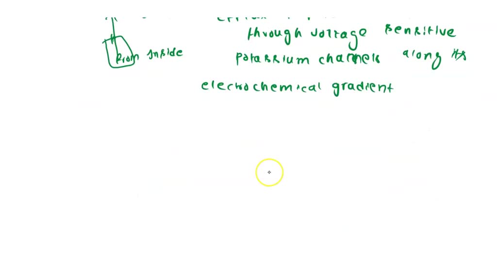 in an action potential what happens to potassium ions during repolarization