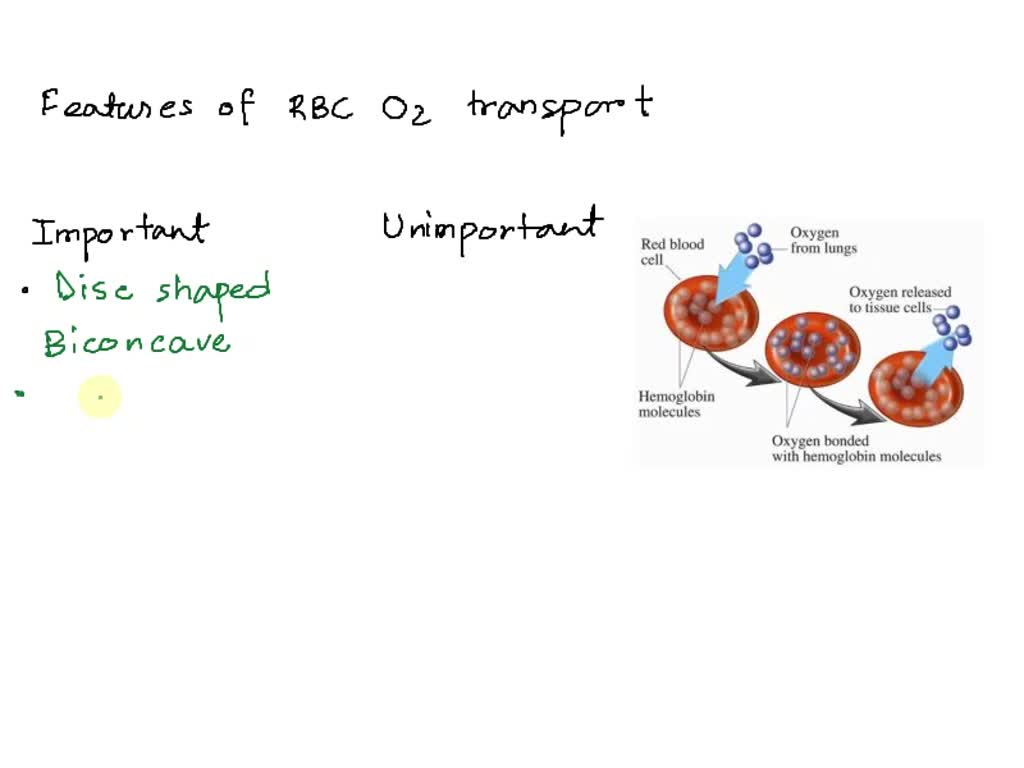 Solved Which Of These Features Are Important For Rbc Oxygen Transport And Which Are