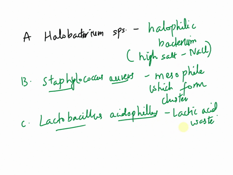 match-the-microbe-to-its-description-halophilic-bacterium-mesophile-which-forms-clusters-produces-lactic-acid-waste-chain-forming-coccus-halobacterium-sp-bacillus-subtilis-neisseria-gonorrhe-65275
