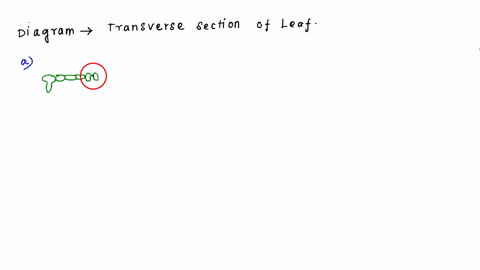 on-diagram-3-complete-ihe-following-tasks-draw-how-coz-gets-into-diagram-3-the-leaf-draw-how-ogets-out-of-the-ieat-label-the-name-of-the-structure-through-which-these-gases-pass-77381