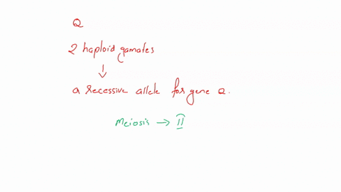 two-identical-cells-heterozygous-for-gene-q-are-undergoing-meiosis-what-is-the-probability-that-two-haploid-gametes-selected-from-the-products-of-meiosis-both-contain-a-recessive-allele-for-09125