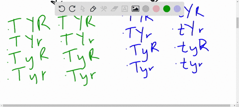 dihybrid-cross-2-in-peas-seeds-can-be-round-r-or-wrinkled-r-and-either-yellow-or-green-y-stem-length-may-result-in-a-tall-t-or-dwarf-t-plant-in-the-cross-parent-a-ttyyrr-x-ttyyrr-parent-b-ho-56637