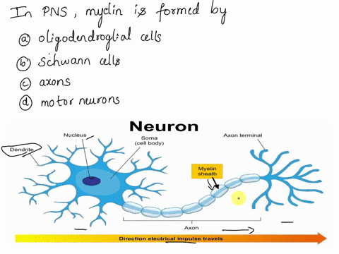 in-the-pns-myelin-is-formed-by-a-oligodendroglial-cells-b-schwann-cells-c-axons-d-motor-neurons-74106