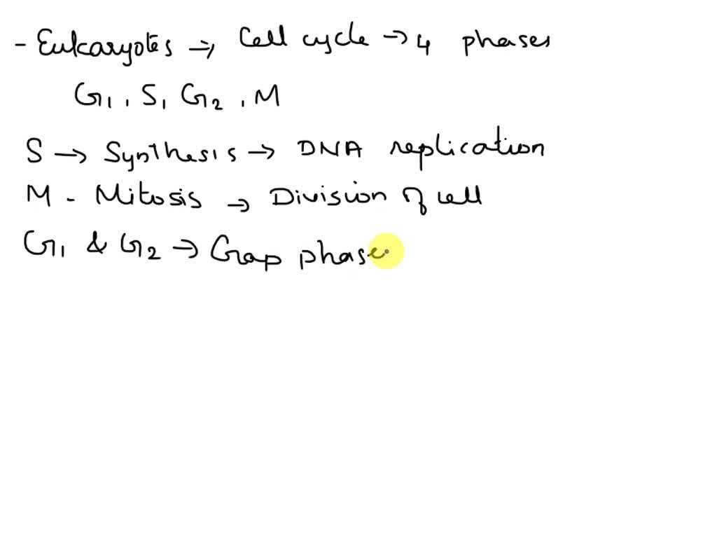 SOLVED: A researcher is studying phases of the cell cycle in a