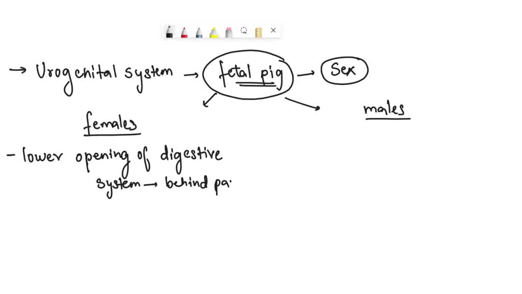 SOLVED Compare and contrast the male and female urogenital system of