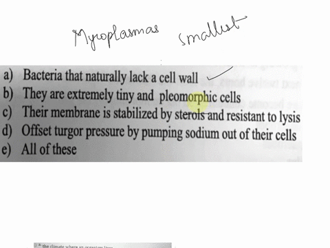 _-mycoplasmas-a-bacteria-that-naturally-lack-a-cell-wall-they-are-extremely-tiny-and-pleomorphic-cells-3-their-membrane-is-stabilized-by-sterols-and-resistant-to-lysis-offset-turgor-pressure-45105