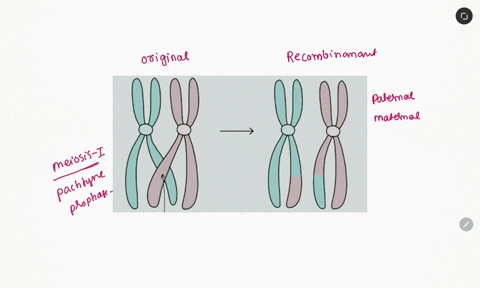 recombinant-chromosomes-have-a-mix-of-paternal-and-maternal-alleles-due-to-a-random-fertilization-b-linkage-c-independent-assortment-d-crossing-over-e-mutation-95156