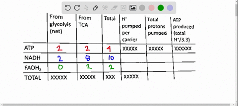 from-from-glycolyis-tca-net-total-total-atp-pumped-protons-produced-per-pumped-total-carrier-h33-xxxxx-xxxxx-xxxxxx-atp-nadh-fadhz-total-xxxxx-xxxxx-xxx-complete-the-table-above-for-one-gluc-55854