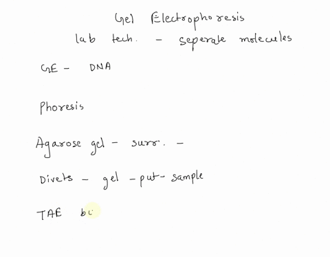 gel-electrophoresis-what-information-is-gel-electrophoresis-going-to-give-you-about-a-dna-sample-what-does-phoresis-refer-to-what-surrounds-the-agarose-gel-the-divets-in-the-gel-that-you-put-15957