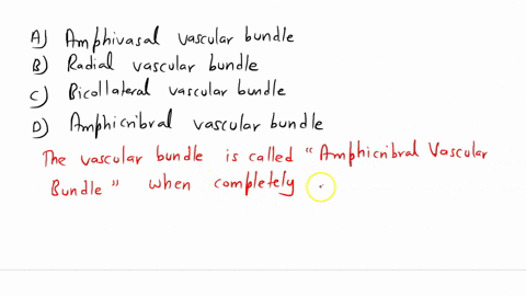 when-phloem-completely-surrounds-the-xylem-the-vascular-bundle-is-called-a-amphivasal-vascular-bundle-b-radial-vascular-bundle-c-bicollateral-vascular-budle-d-amphicribral-vascular-bundle-12795