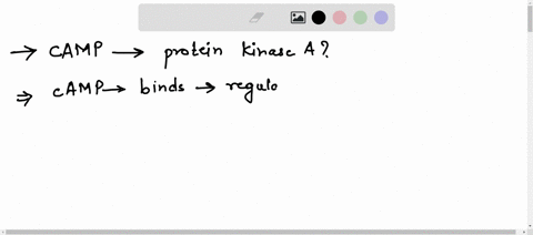 37-choose-the-most-correct-answer-and-describe-why-this-best-describes-how-camp-regulates-protein-kinase-a-cyclic-amp-binds-to-the-regulatory-subunits-of-pka-causing-a-conformational-change-31948
