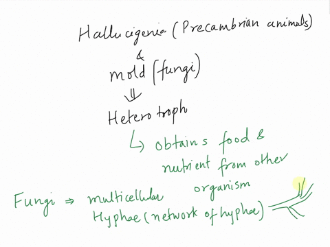 animals-and-fungi-are-both-heterotrophs-but-they-have-many-differences-what-are-the-main-differences-in-structure-and-function-between-a-precambrian-animal-such-as-hallucigenia-and-a-fungus-29272