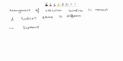 how-does-the-arrangement-of-vascular-bundles-differ-in-stems-of-monocots-as-compared-to-eudicots-how-is-secondary-growth-different-from-primary-growth-41458