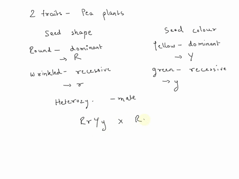 question-18-consider-traits-and-tutn-two-wrinkled-mendel-cross-fertilized-eenes-pea-plants-seed-color-and-seed-shape-assume-pea-plant-that-was-heterozyzous-for-color-and-shape-sumanocher-ina-30522