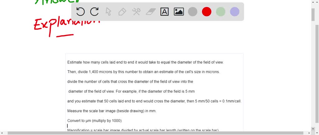 cell-size-microscope-measurement-how-big-is