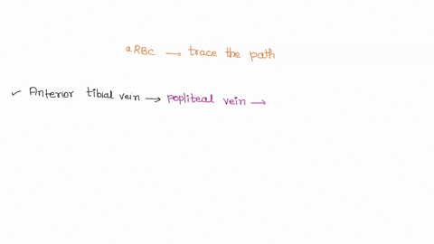 trace-the-path-a-red-blood-cell-would-take-to-get-from-the-anterior-tibial-vein-to-the-right-radial-artery-be-sure-to-name-all-vessels-heart-chambers-and-valves-the-blood-cell-would-pass-thr-94513