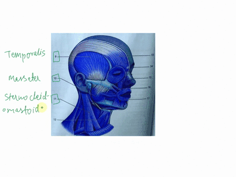questions-g17identify-the-muscles-that-are-labeled-in-the-following-diagram-select-your-answers-from-the-following-list-answers-may-be-used-once-or-not-at-all-esternocleidomastoid-izygomatic-41216