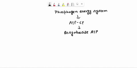 the-work-to-rest-ratio-recommended-for-training-the-phosphagen-system-is-____-compared-to-____-for-improving-anaerobic-capacity-112-15-15-11-11-112-the-greatest-overall-reduction-in-phosphoc-96432