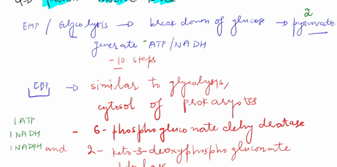 1-compare-and-contrast-glycolysis-emp-pathway-the-entner-doudoroff-ed-pathway-and-the-pentose-phosphate-pathway-include-key-intermediates-and-net-products-2-briefly-explain-how-the-activity-81076
