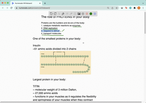 102-17-what-is-the-major-role-or-function-of-proteins-in-your-body-18-use-resource-to-find-out-the-following-what-is-one-of-the-smallest-proteins-in-your-body-begins-with-an-t2-made-up-of-ho-83486