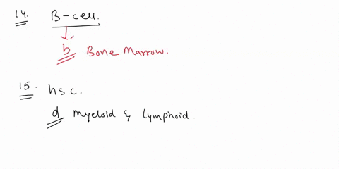 which-crgan-b-cells-jeveldned-ini-yalk-sac-bane-manh-numus-spine-stem-15-hematopoletic-stem-cells-lan-differenjizte-intj-whidh-two-iines-honoia-erythroid-granulold-and-lymphcld-myelold-granu-26489