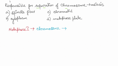 what-structure-is-responsible-for-separating-the-chromosomes-during-meiosis-spindle-fibers-cytoplasm-chromatids-d-metaphase-plate-08176